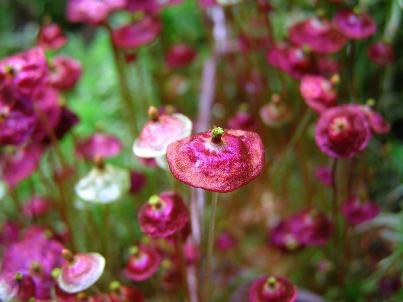 Splachnum rubrum